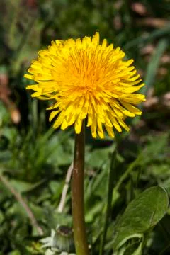 Dandelion flower Stockfoto's