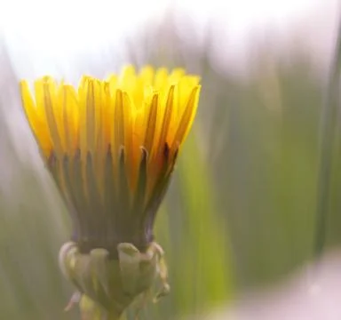 Dandelion flower Stock Photos