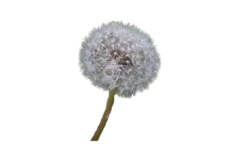 Dandelion flower Stock Photos