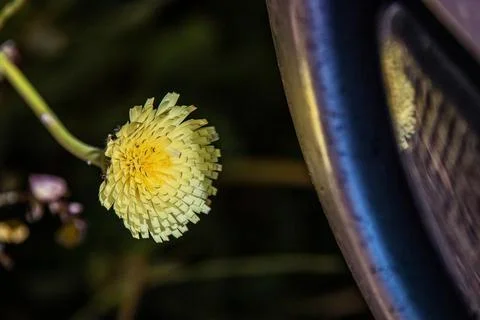 Dandelion flower Stock Photos