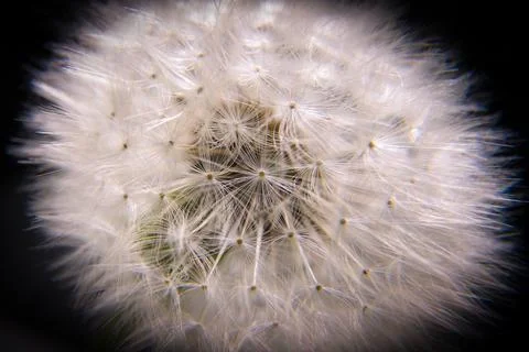 The Dandelion flower Stock Photos
