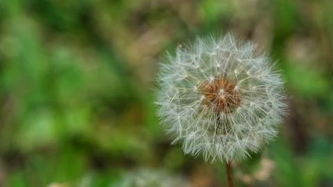 Dandelion flower. Stock Photos