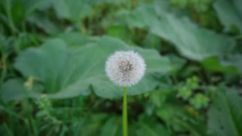 Dandelion flower. Stock Photos