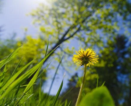 Dandelion flower Stock Photos