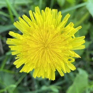 Dandelion flower Foto stock