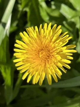 Dandelion flower Stock Photos