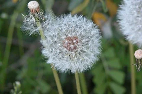 Dandelion flower Stock Photos