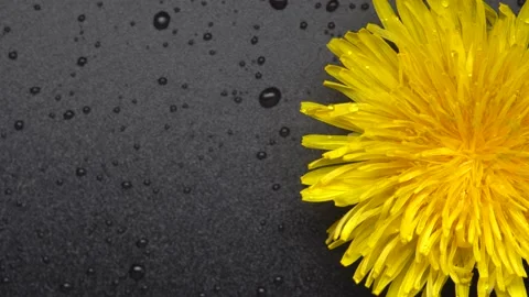Dandelion flower rotating on black background Stock Footage 153757030