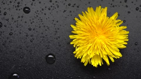 Dandelion flower rotating on black background Stock Footage 153757047