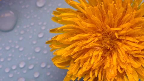 Dandelion flower rotating on blue background Video stock 153555433
