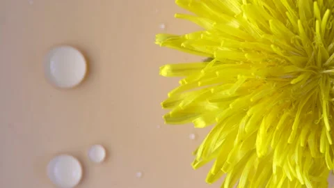 Dandelion flower rotating on bright background Stock Footage 153757058
