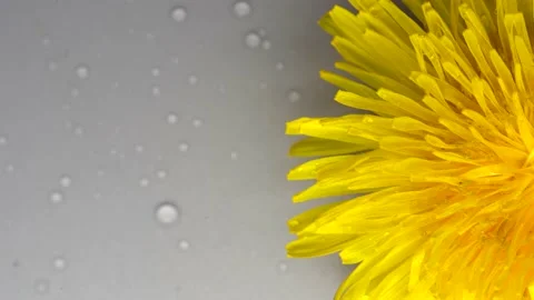 Dandelion flower rotating on grey background Stock Footage 153757131