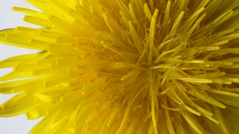 Dandelion flower rotating on white background Stock Footage 153757111