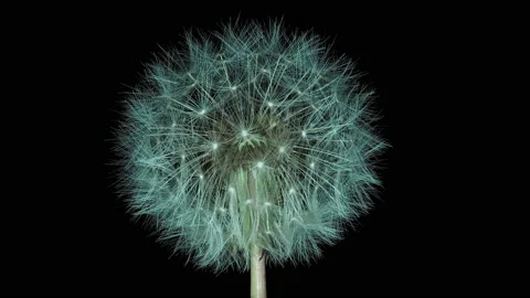 Dandelion flower, rotation Video stock 134935782