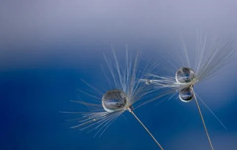 Dandelion flower seed with dew drops close up. Stock Photos