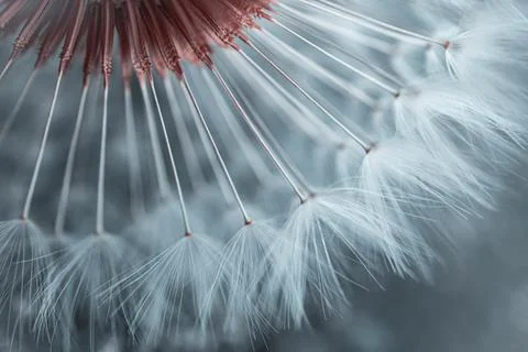 Dandelion flower seed in springtime Stock Photos