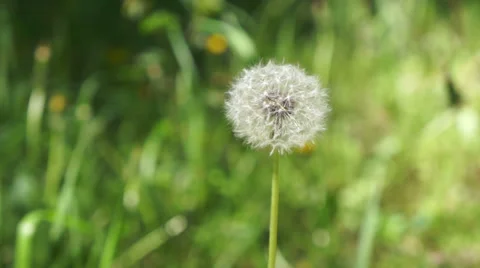 With a dandelion flower seeds blow away. Stock Footage
