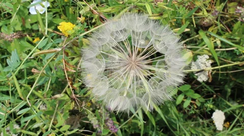 Dandelion flower with seeds Stock Footage 34195277
