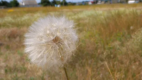Dandelion flower seeds Stock Footage 93735685