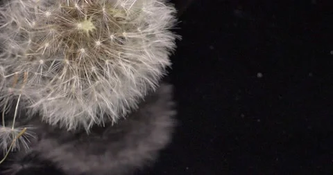 Dandelion flower spinning closeup. Stock Footage 187155652