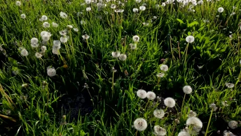 Dandelion flower spring meadow drone 002 Stock Footage 153335523