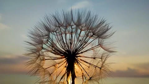 Dandelion Flower on Summer Field in Sunset. Dandelion Over Sunset Background.  Stock Footage 246382671
