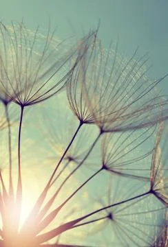 Dandelion flower at sunset. Stock Photos