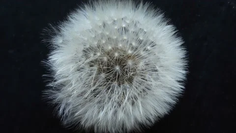 Dandelion flower texture background zooming in and seamless looping Stock Footage