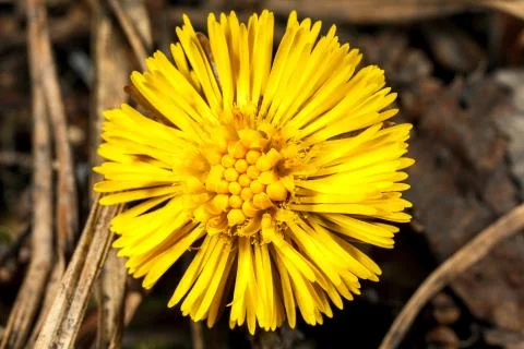 Dandelion flower texture. Stock Photos