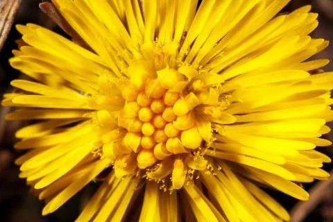Dandelion flower texture. Stock Photos