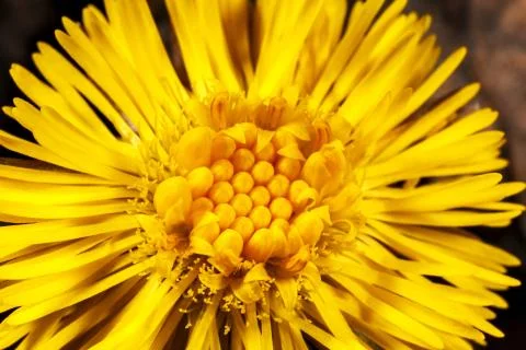 Dandelion flower texture. Stock Photos