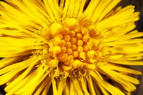 Dandelion flower texture. Stock Photos