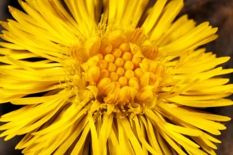Dandelion flower texture. Foto stock