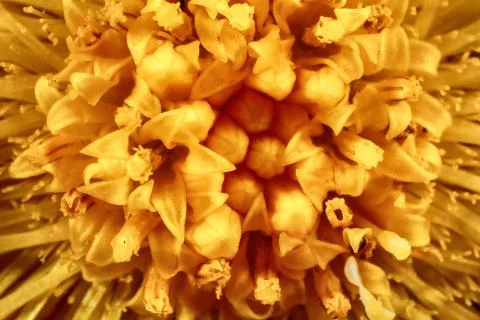 Dandelion flower texture. Stock Photos