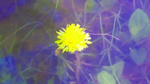 Dandelion flower under water Stock Footage 76872912