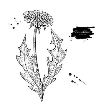 Dandelion flower vector drawing set. Isolated wild plant and leaves. Herbal.. Stock Illustration