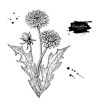Dandelion flower vector drawing set. Isolated wild plant and leaves. Herbal.. Stock Illustration
