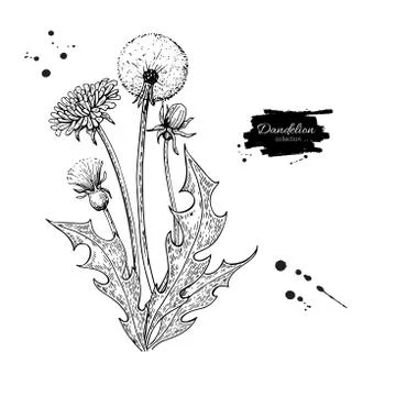 Dandelion flower vector drawing set. Isolated wild plant and leaves. Herbal.. Stock Illustration
