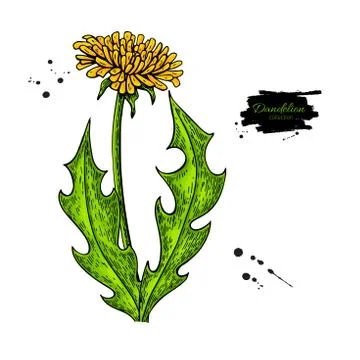 Dandelion flower vector drawing set. Isolated wild plant and leaves. Stock Illustration