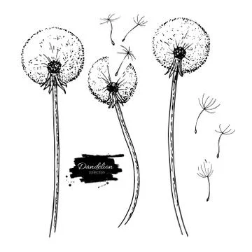 Dandelion flower vector drawing set. Isolated wild plant and flying seeds. .. Stock Illustration