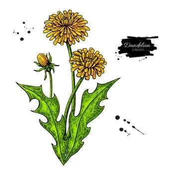 Dandelion flower vector drawing set. Isolated wild plant and leaves. Stock Illustration