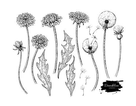 Dandelion flower vector drawing set. Isolated wild plant and flying seeds. .. Illustrazione stock
