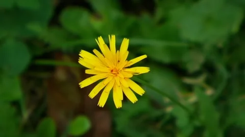 Dandelion flower, view from above. Video stock 41924035