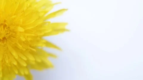Dandelion flower on white background closeup 動画素材 75452438