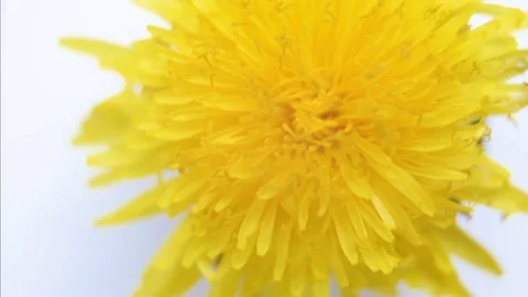 Dandelion flower on white background closeup Stock Footage 75453130