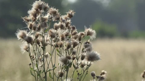 Dandelion flower in the wind Video stock 112003210