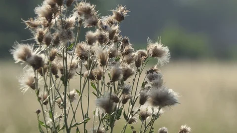 Dandelion flower in the wind Stock-Footage 112003266