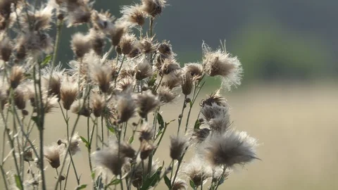 Dandelion flower wind Stock-Footage 112003284