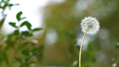 Dandelion flower in windy air Stock Footage 140780037