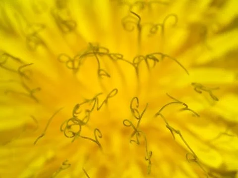 Dandelion flowerhead 스톡 사진
